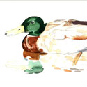 Patos