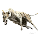Caza con Galgo