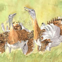 Avutardas