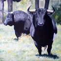 Toros Bravos