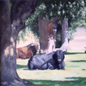 Toros en la Dehesa