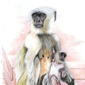 Macacos